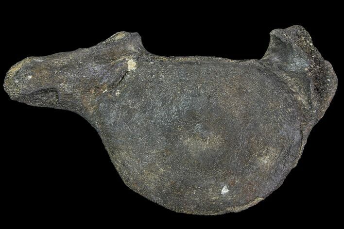 Fossil Whale Cervical Vertebra - South Carolina #85577
